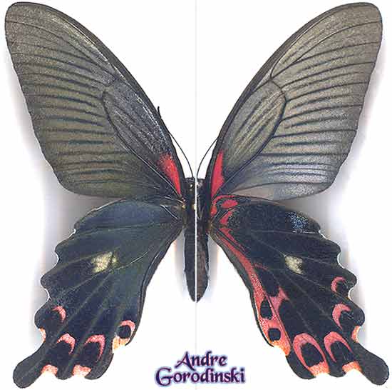 http://www.gorodinski.ru/papilionidae/Papilio alcmenor nausithous.jpg